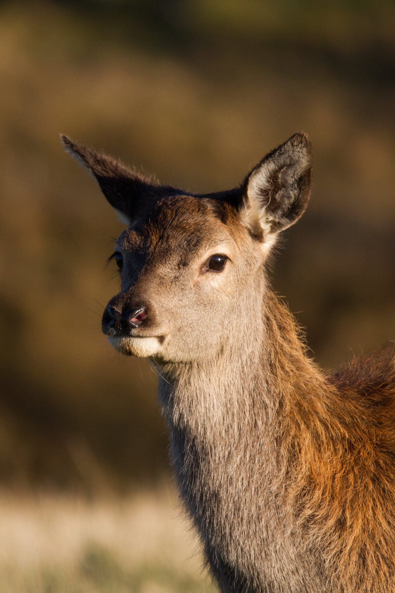 A red deer hind in autumn light